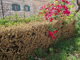 IMG_20210525_114048.jpg